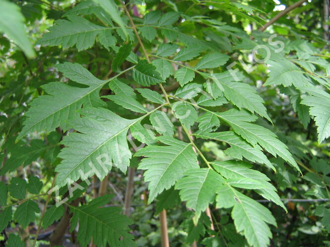 Svitel latnatý - Koelreuteria paniculata