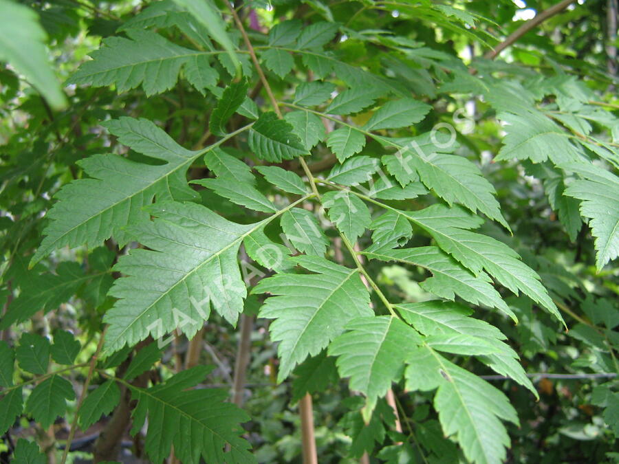 Svitel latnatý - Koelreuteria paniculata