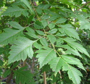 Svitel latnatý - Koelreuteria paniculata