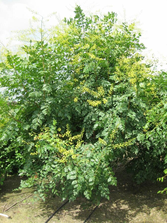 Svitel latnatý - Koelreuteria paniculata