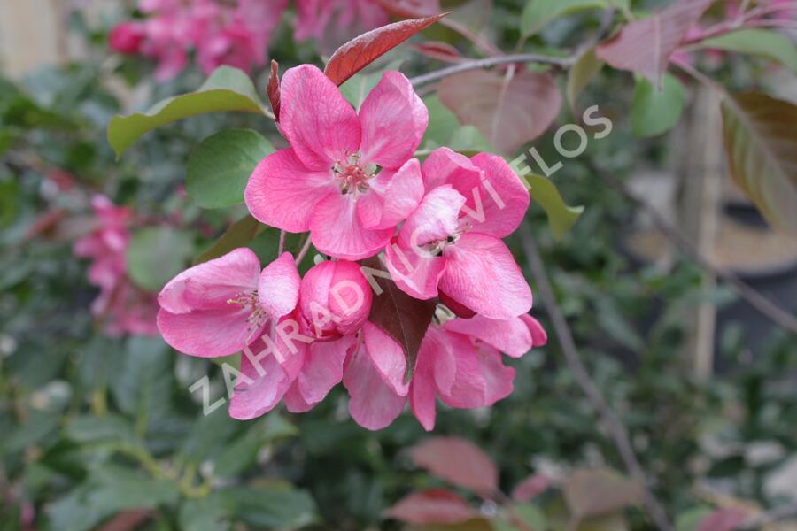 Okrasná jabloň 'Rudolph' - Malus 'Rudolph'