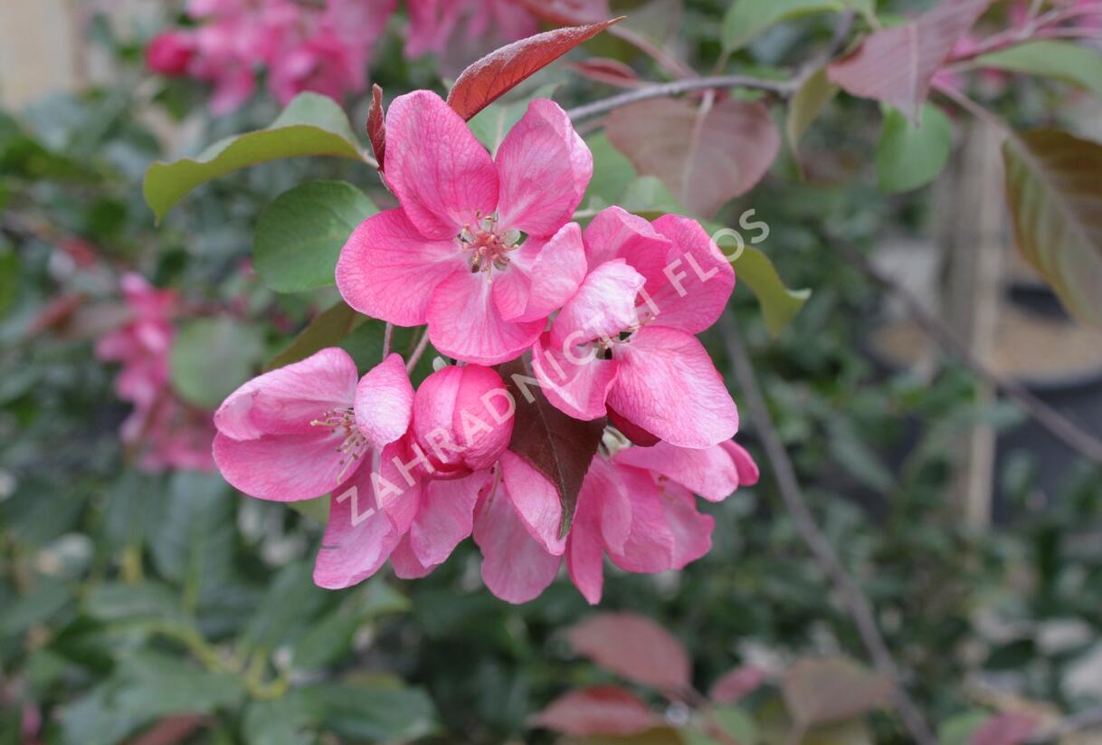 Jabloň okrasná 'Rudolph' - Malus 'Rudolph'