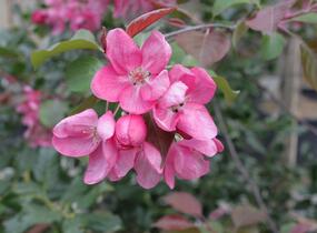 Jabloň okrasná 'Rudolph' - Malus 'Rudolph'