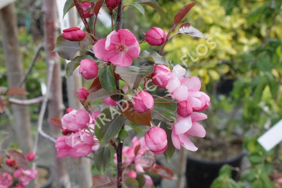 Jabloň okrasná 'Rudolph' - Malus 'Rudolph'