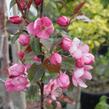 Jabloň okrasná 'Rudolph' - Malus 'Rudolph'