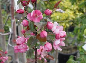 Jabloň okrasná 'Rudolph' - Malus 'Rudolph'