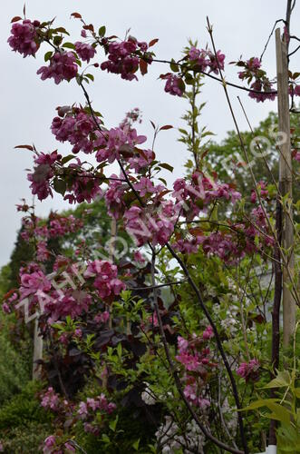 Jabloň okrasná 'Rudolph' - Malus 'Rudolph'