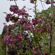 Okrasná jabloň 'Rudolph' - Malus 'Rudolph'