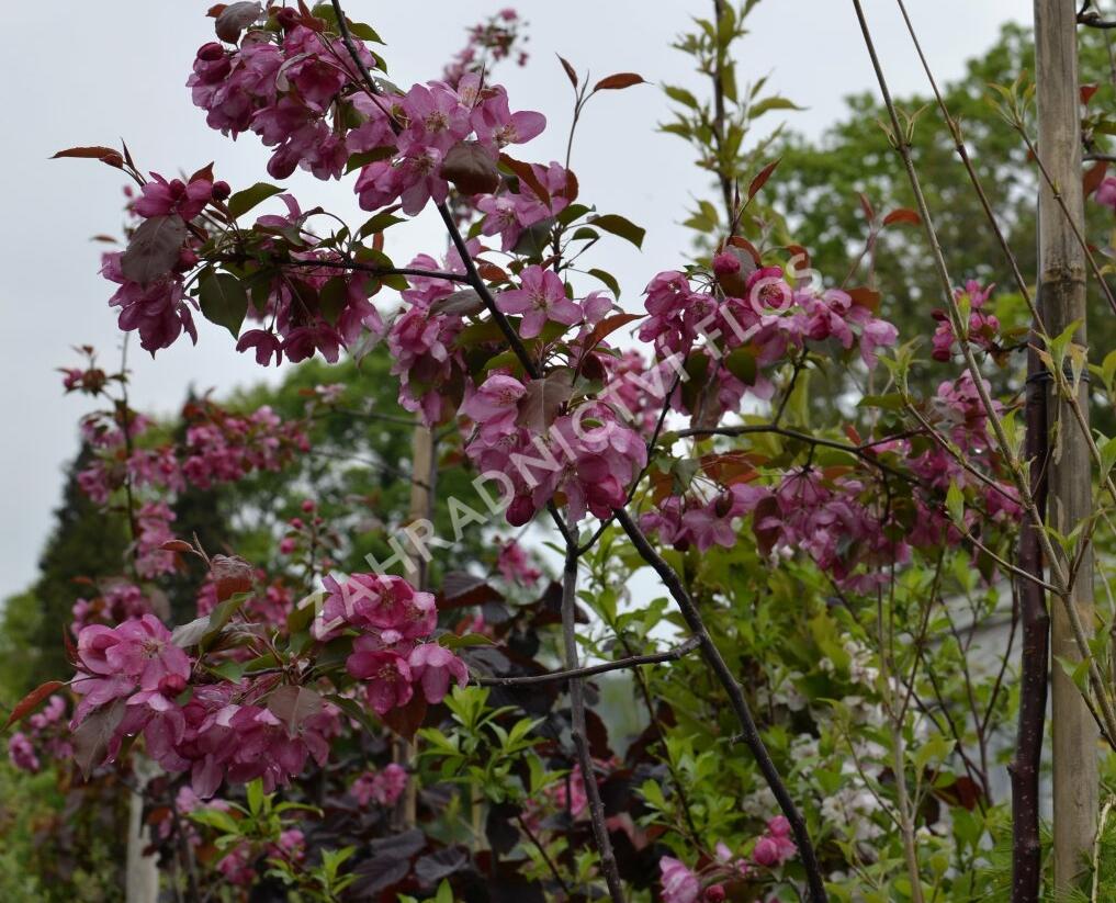 Jabloň okrasná 'Rudolph' - Malus 'Rudolph'