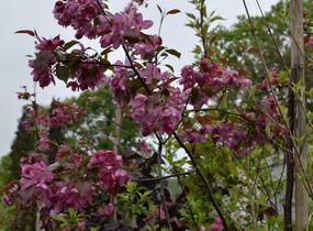Jabloň okrasná 'Rudolph' - Malus 'Rudolph'