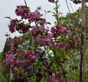 Jabloň okrasná 'Rudolph' - Malus 'Rudolph'