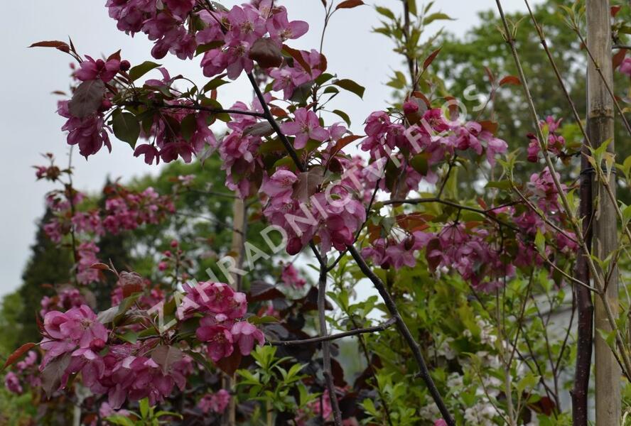 Jabloň okrasná 'Rudolph' - Malus 'Rudolph'