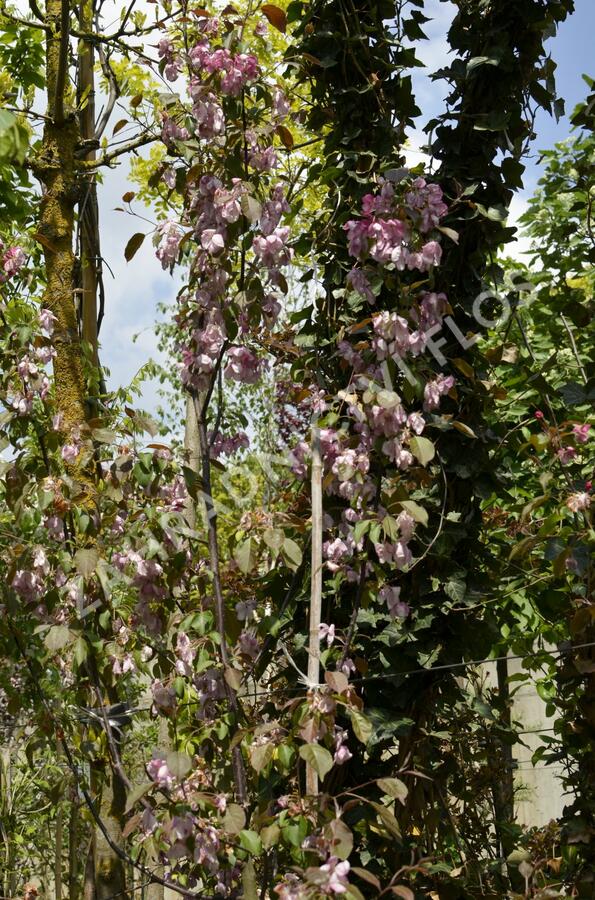 Jabloň okrasná 'Rudolph' - Malus 'Rudolph'