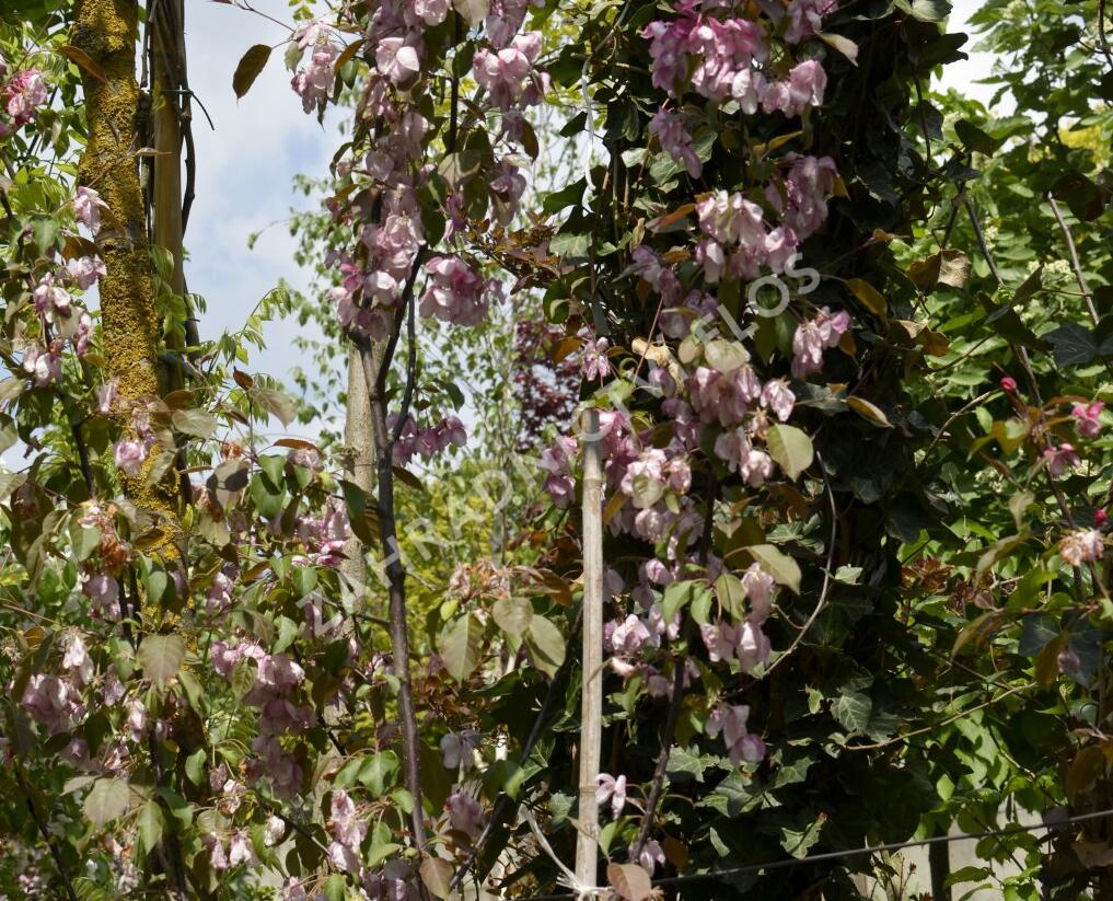 Jabloň okrasná 'Rudolph' - Malus 'Rudolph'