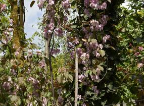 Jabloň okrasná 'Rudolph' - Malus 'Rudolph'