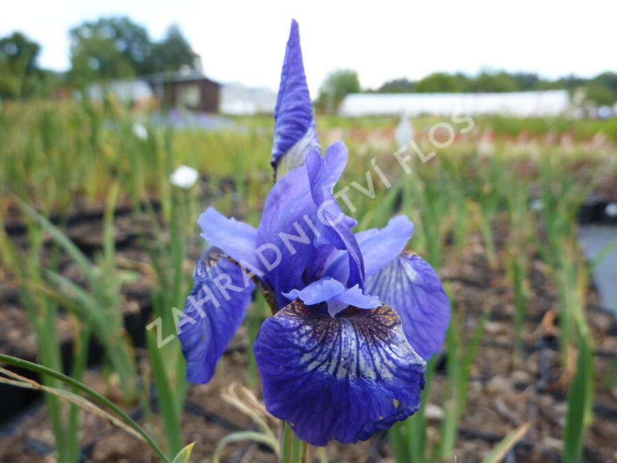 Kosatec sibiřský 'Annick' - Iris sibirica 'Annick'