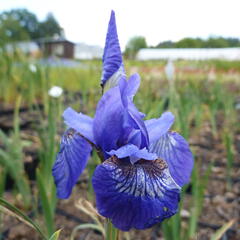 Kosatec sibiřský 'Annick' - Iris sibirica 'Annick'