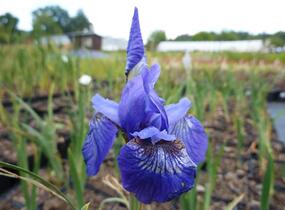Kosatec sibiřský 'Annick' - Iris sibirica 'Annick'