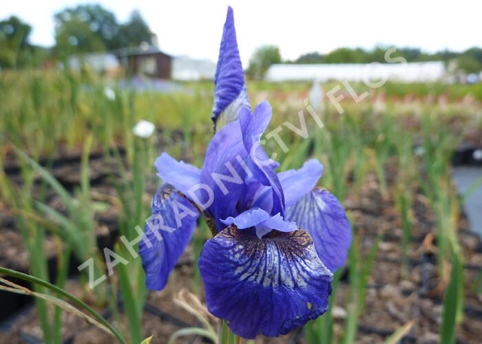 Kosatec sibiřský 'Annick' - Iris sibirica 'Annick'