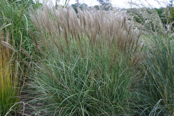 Ozdobnice čínská 'Silberspinne' - Miscanthus sinensis 'Silberspinne'