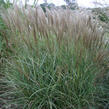 Ozdobnice čínská 'Silberspinne' - Miscanthus sinensis 'Silberspinne'