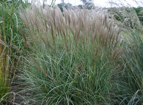 Ozdobnice čínská 'Silberspinne' - Miscanthus sinensis 'Silberspinne'