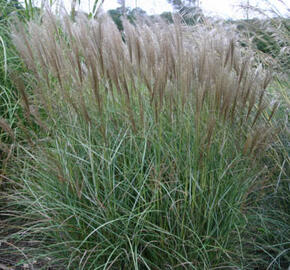 Ozdobnice čínská 'Silberspinne' - Miscanthus sinensis 'Silberspinne'