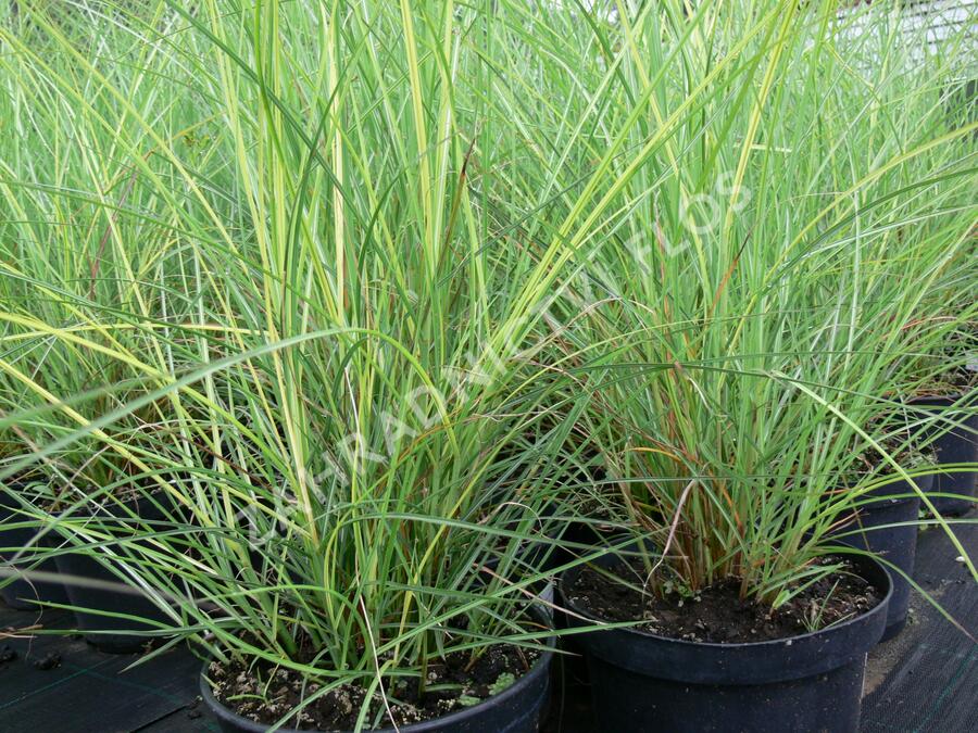 Ozdobnice čínská 'Silberspinne' - Miscanthus sinensis 'Silberspinne'