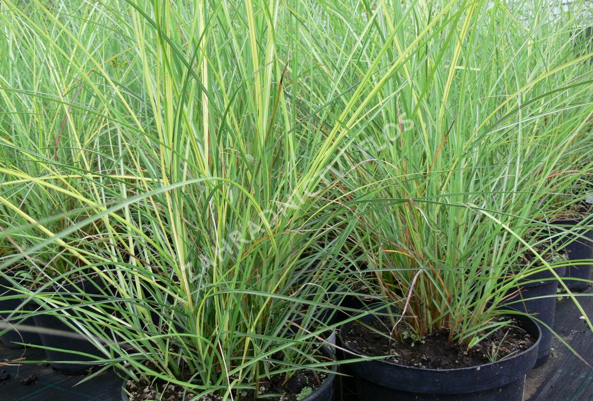 Ozdobnice čínská 'Silberspinne' - Miscanthus sinensis 'Silberspinne'