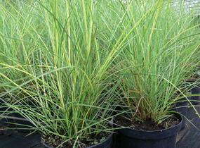 Ozdobnice čínská 'Silberspinne' - Miscanthus sinensis 'Silberspinne'