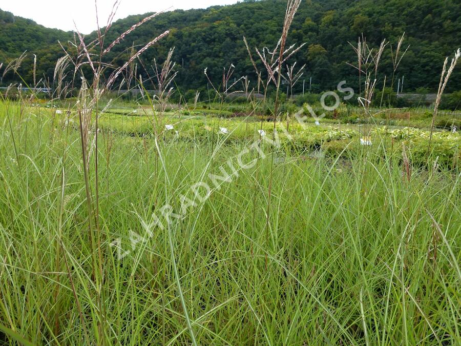 Ozdobnice čínská 'Silberspinne' - Miscanthus sinensis 'Silberspinne'