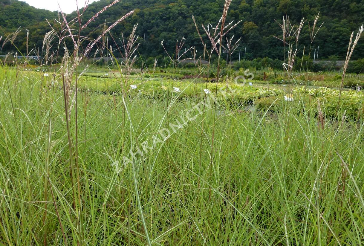 Ozdobnice čínská 'Silberspinne' - Miscanthus sinensis 'Silberspinne'