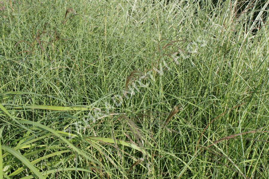Ozdobnice čínská 'Silberspinne' - Miscanthus sinensis 'Silberspinne'
