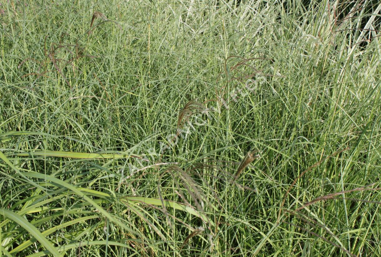 Ozdobnice čínská 'Silberspinne' - Miscanthus sinensis 'Silberspinne'