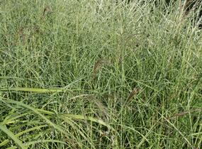 Ozdobnice čínská 'Silberspinne' - Miscanthus sinensis 'Silberspinne'