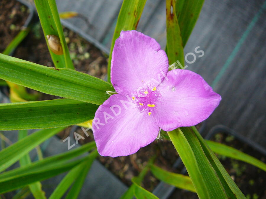 Podeňka Andersonova 'Valour' - Tradescantia andersoniana 'Valour'