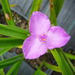 Podeňka Andersonova 'Valour' - Tradescantia andersoniana 'Valour'