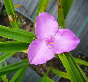 Podeňka Andersonova 'Valour' - Tradescantia andersoniana 'Valour'