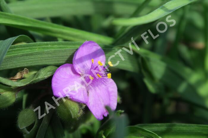 Podeňka Andersonova 'Valour' - Tradescantia andersoniana 'Valour'