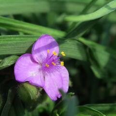 Podeňka Andersonova 'Valour' - Tradescantia andersoniana 'Valour'