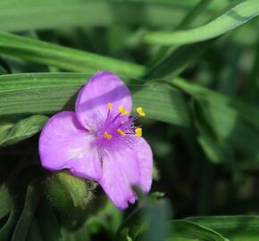 Podeňka Andersonova 'Valour' - Tradescantia andersoniana 'Valour'