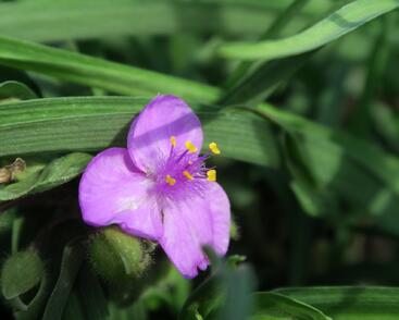 Podeňka Andersonova 'Valour'
