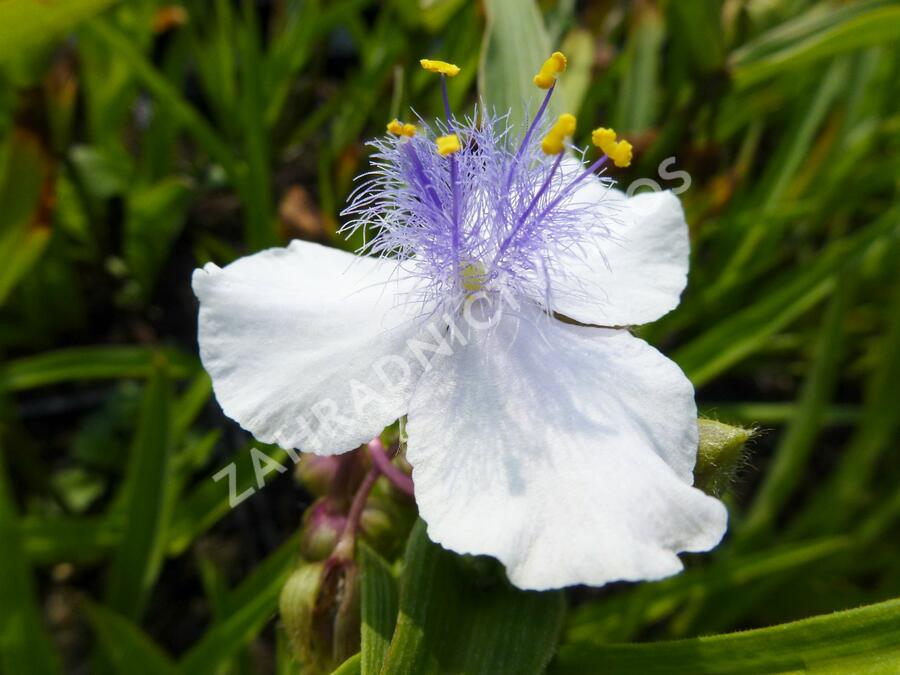 Podeňka Andersonova 'Osprey' - Tradescantia andersoniana 'Osprey'