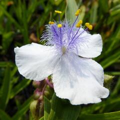 Podeňka Andersonova 'Osprey' - Tradescantia andersoniana 'Osprey'