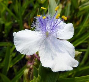 Podeňka Andersonova 'Osprey' - Tradescantia andersoniana 'Osprey'