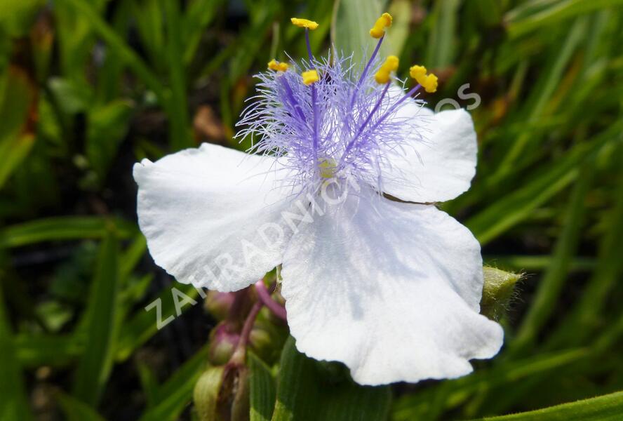 Podeňka Andersonova 'Osprey' - Tradescantia andersoniana 'Osprey'