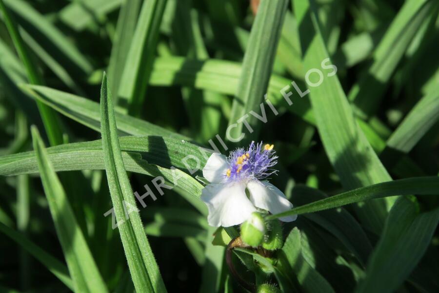 Podeňka Andersonova 'Osprey' - Tradescantia andersoniana 'Osprey'