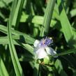Podeňka Andersonova 'Osprey' - Tradescantia andersoniana 'Osprey'