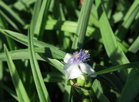 Podeňka Andersonova 'Osprey' - Tradescantia andersoniana 'Osprey'
