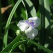 Podeňka Andersonova 'Osprey' - Tradescantia andersoniana 'Osprey'